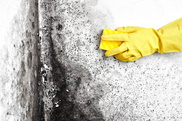 Best Industrial Mold Remediation in Crookston, MN
