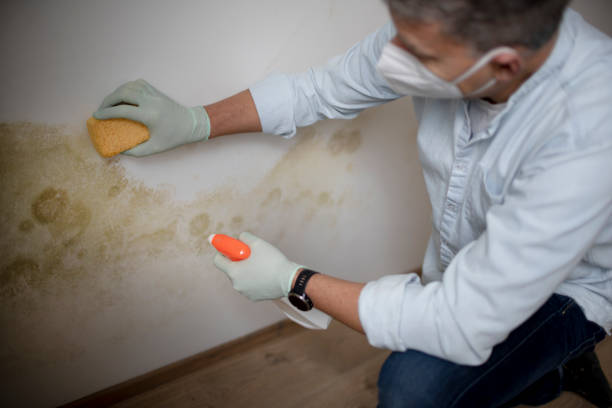 Best Post-Flood Mold Remediation in Crookston, MN