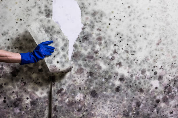  Crookston, MN Mold Removal Pros