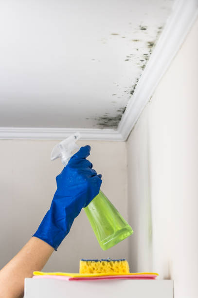 Best Preventive Mold Services in Crookston, MN