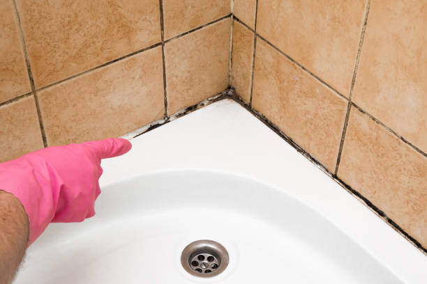 Best Emergency Mold Remediation in Crookston, MN
